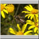 Lasioglossum cf calceatum - Furchenbiene m02.jpg